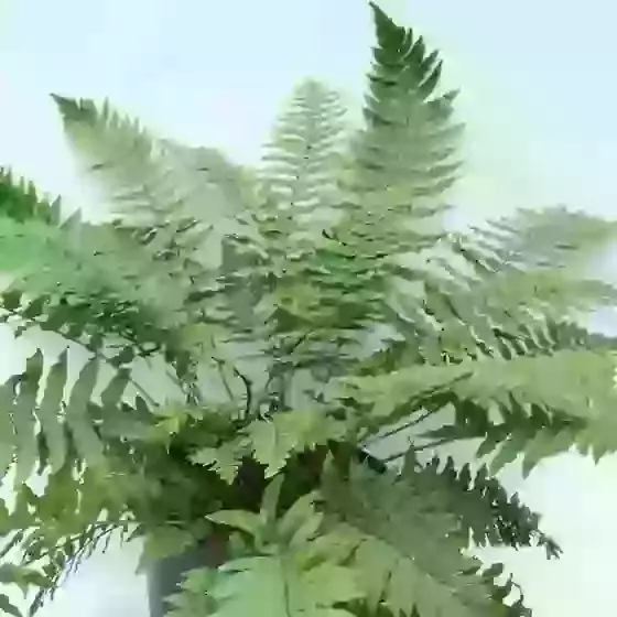 Dryopteris cycadina (atrata) Shaggy shield fern 